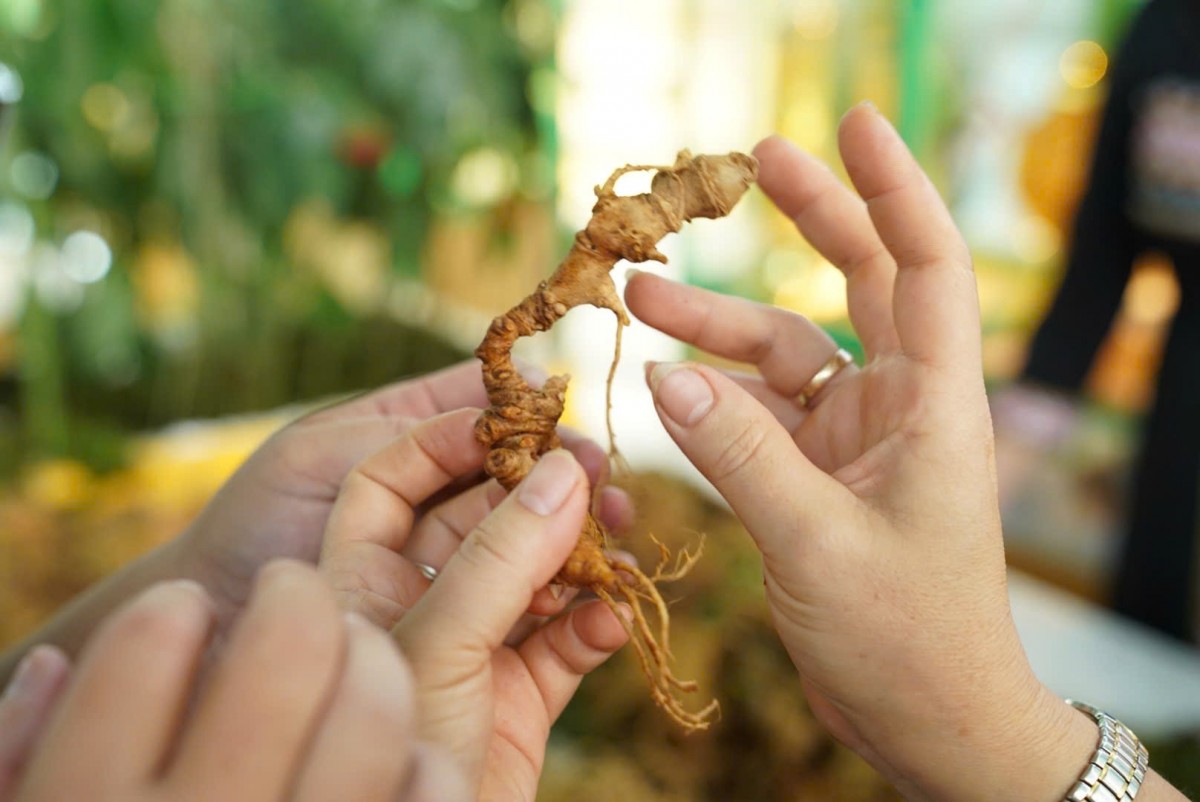 Khởi động “thời kỳ vàng son” sâm Ngọc Linh - Kỳ 1: Bảo tồn và nhân giống “vàng đỏ” hữu cơ chốn đại ngàn