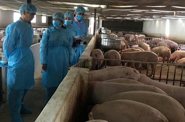 Lâm Đồng siết chặt quản lý giết mổ, ngăn chặn Dịch tả lợn Châu phi
