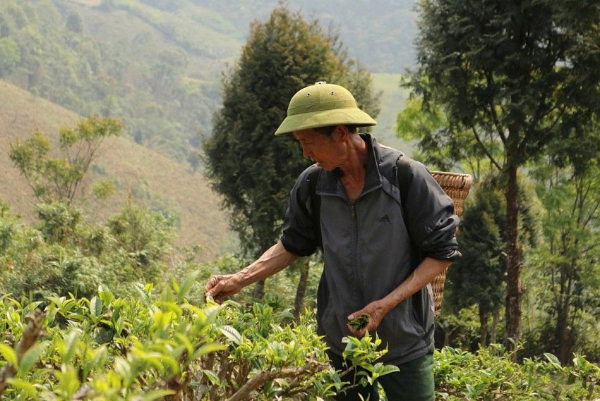 Bài 2: Chè sạch, giá cao “tấm vé vàng” vào thị trường xuất khẩu