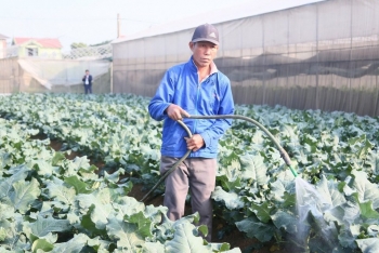 Bài 3: Nông nghiệp hữu cơ ở Nghệ An: Khi ý chí vượt khó khăn