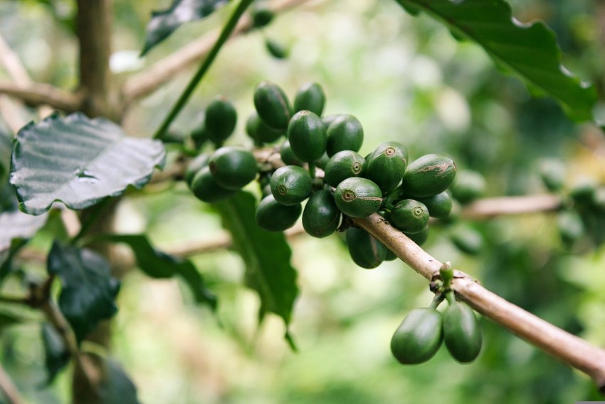Đánh giá hiệu quả của các mô hình canh tác hữu cơ tích hợp trong cải thiện độ phì nhiêu đất và đa dạng sinh học tại các vùng đất bạc màu ở Đông Nam Bộ