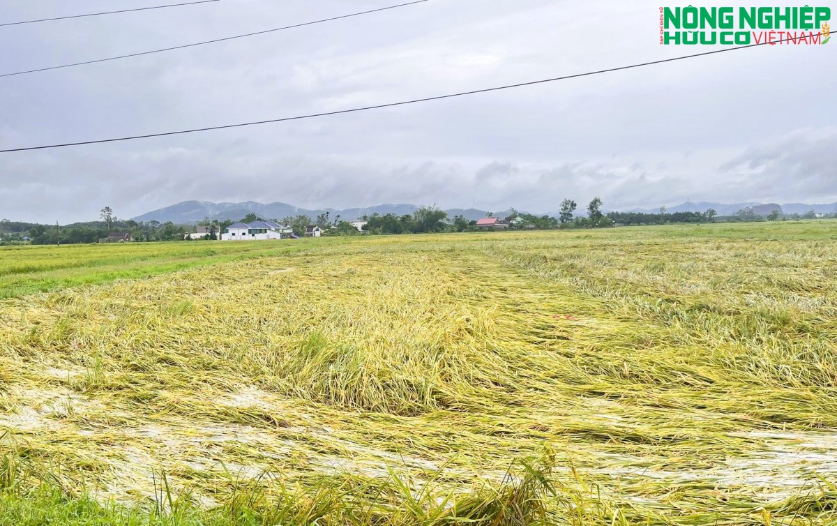 Nghệ An: Hàng nghìn ha lúa, hoa màu đổ rạp, ngập nước sau bão số 5