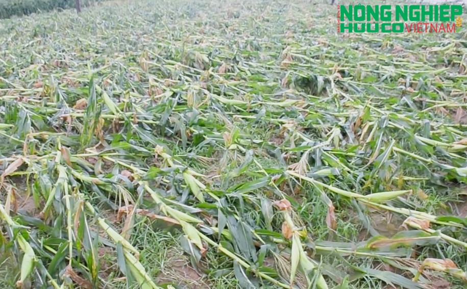 Nghệ An: Hàng nghìn ha lúa, hoa màu đổ rạp, ngập nước sau bão số 5