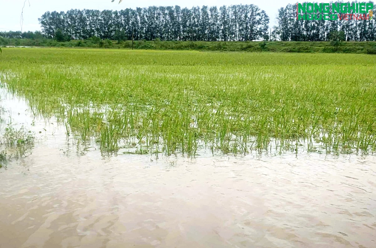 Nghệ An: Quy định mức hỗ trợ sản xuất nông nghiệp để khôi phục sản xuất, thiệt hại do thiên tai, dịch hại thực vật