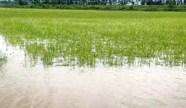 Nghệ An: Quy định mức hỗ trợ sản xuất nông nghiệp để khôi phục sản xuất, thiệt hại do thiên tai, dịch hại thực vật