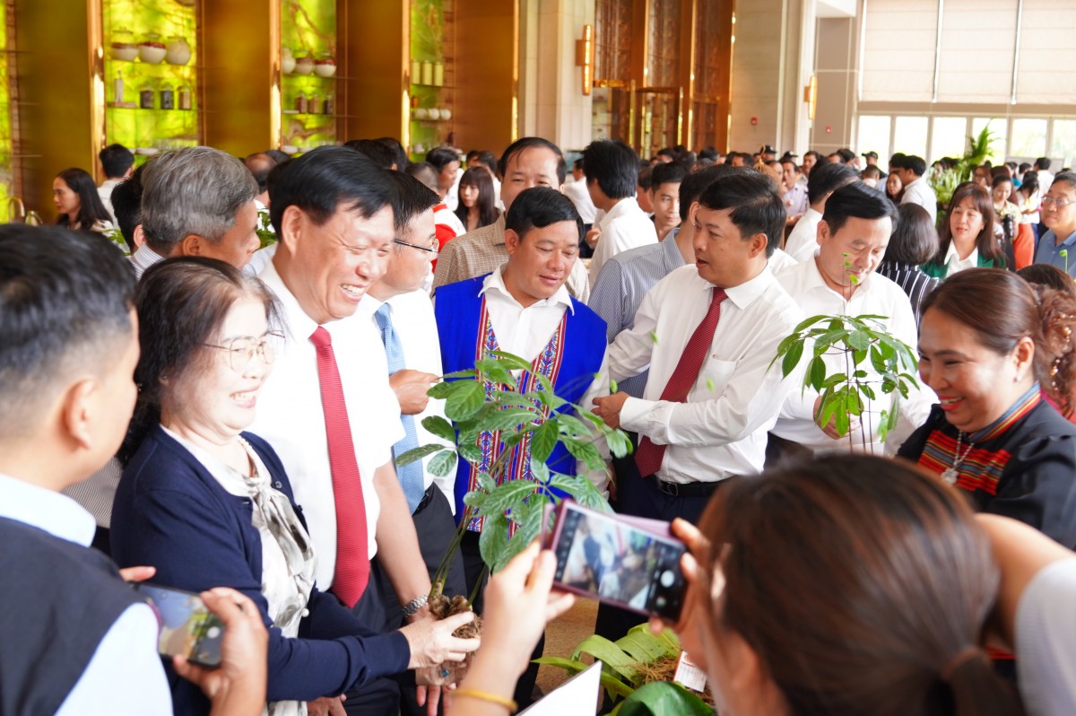 Khởi động “thời kỳ vàng son” sâm Ngọc Linh - Kỳ cuối: Từ rừng già ra thị trường quốc tế