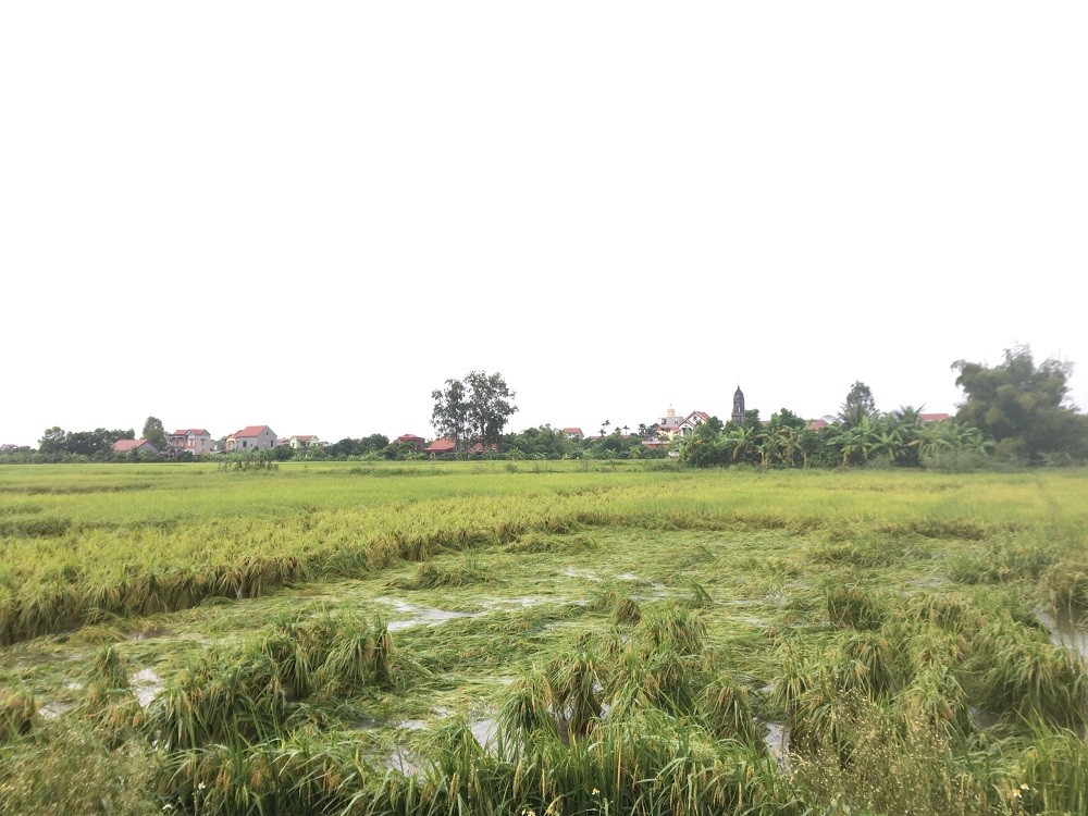 Hưng Yên: Hơn 1.700 ha lúa bị ngập úng cục bộ