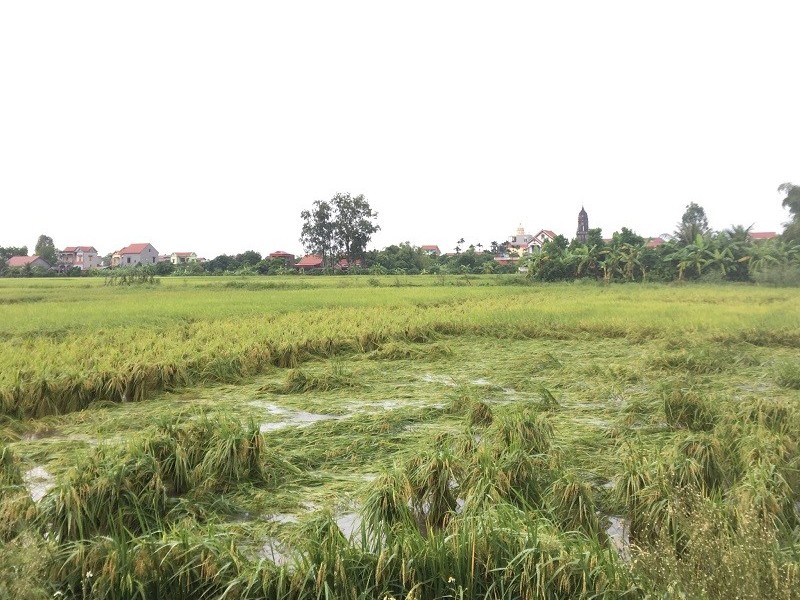Hưng Yên: Hơn 1.700 ha lúa bị ngập úng cục bộ