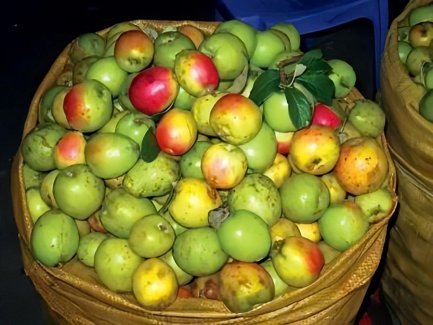 “Vàng xanh” trên cao nguyên Trung Bắc giúp đồng bào dân tộc thiểu số thay đổi cuộc sống