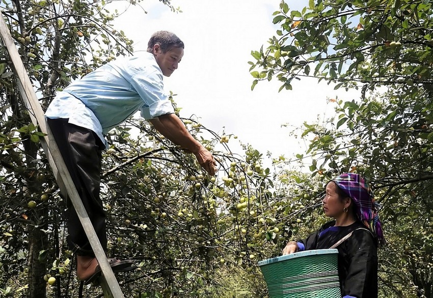 “Vàng xanh” trên cao nguyên Trung Bắc giúp đồng bào dân tộc thiểu số thay đổi cuộc sống