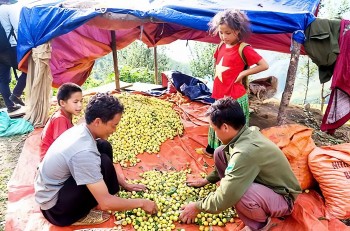 “Vàng xanh” trên cao nguyên Trung Bắc giúp đồng bào dân tộc thiểu số thay đổi cuộc sống