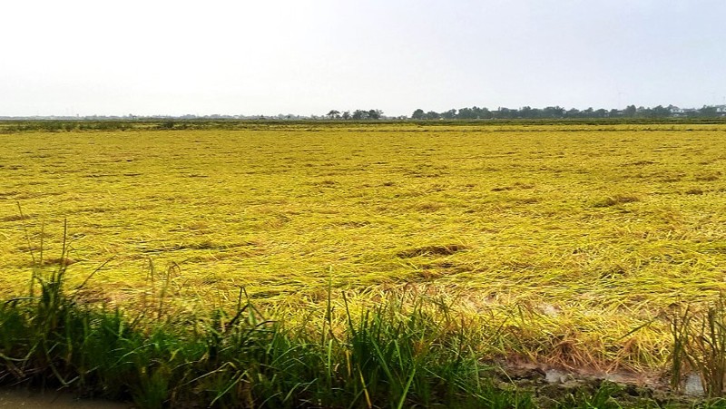 Quảng Trị: Hơn 2.000ha lúa hè - thu bị ngã đổ do bão số 5