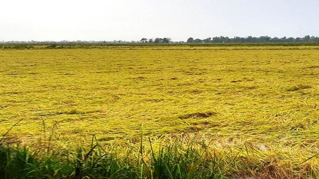 Quảng Trị: Hơn 2.000ha lúa hè - thu bị ngã đổ do bão số 5