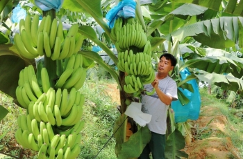 Xử lý nghiêm hành vi gian lận mã số vùng trồng, cơ sở đóng gói theo quy định