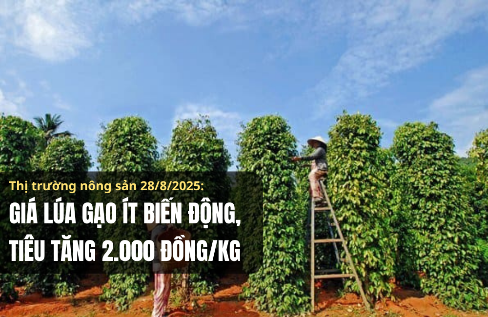 Thị trường nông sản 28/8/2025: Giá lúa gạo ít biến động, tiêu tăng 2.000 đồng/kg