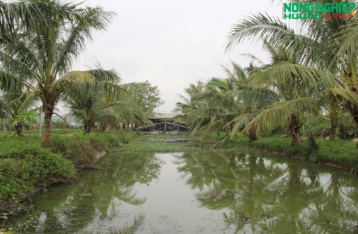 “Lão nông” biến đầm lầy thành trang trại nuôi ốc, thoát nghèo trên mảnh đất quê hương
