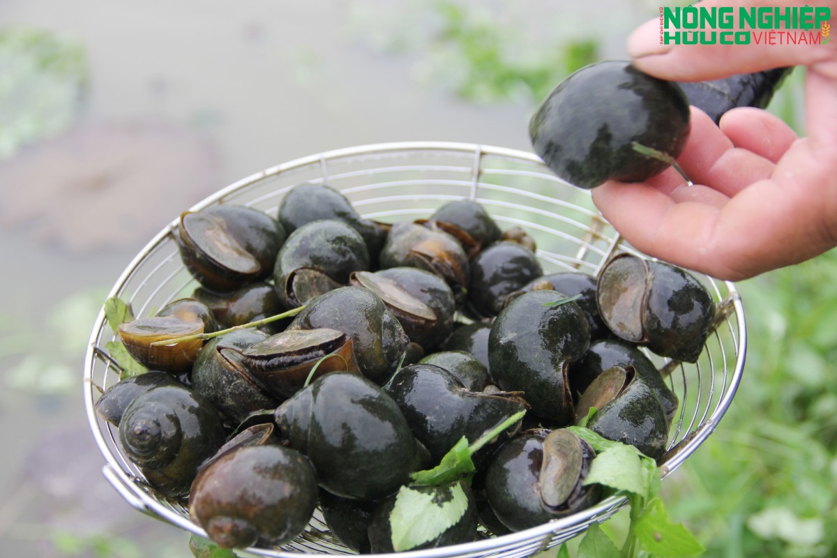 Nghệ An: Thành lập HTX nuôi trồng, chế biến và kinh doanh Ốc bươu đen Bình Minh