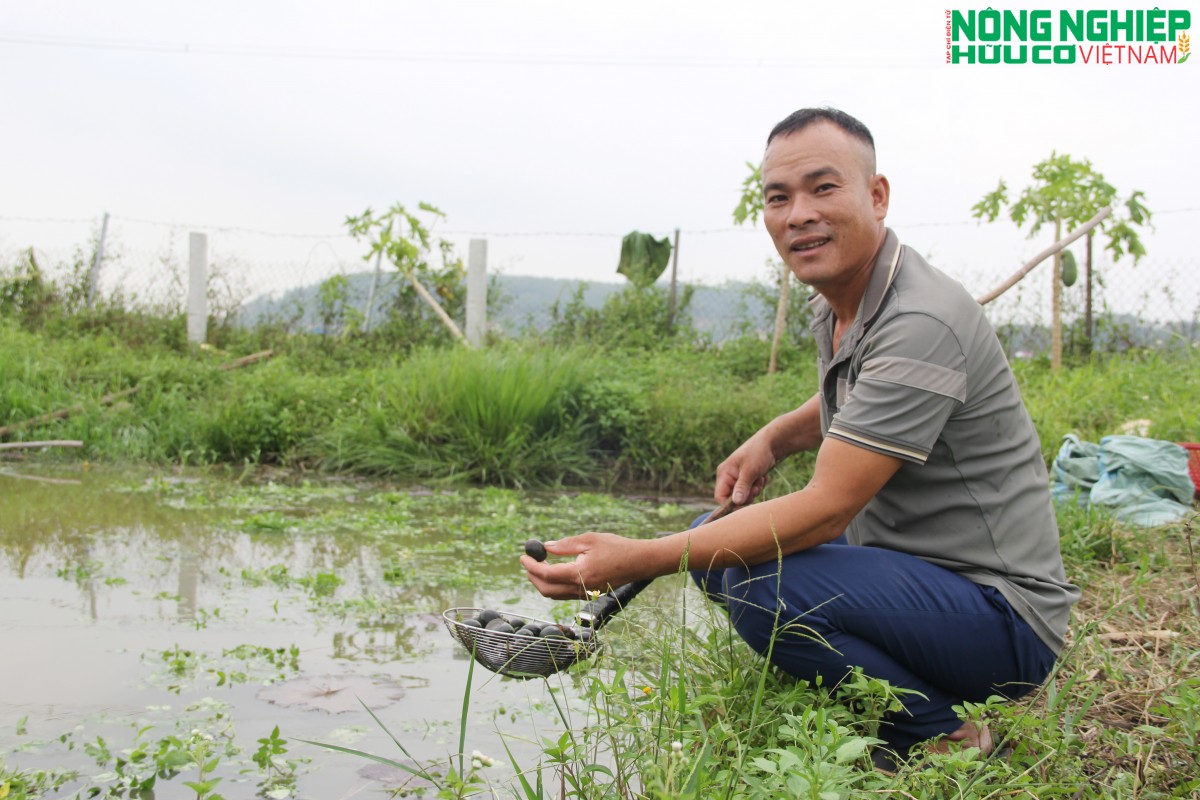“Lão nông” biến đầm lầy thành trang trại nuôi ốc, thoát nghèo trên mảnh đất quê hương