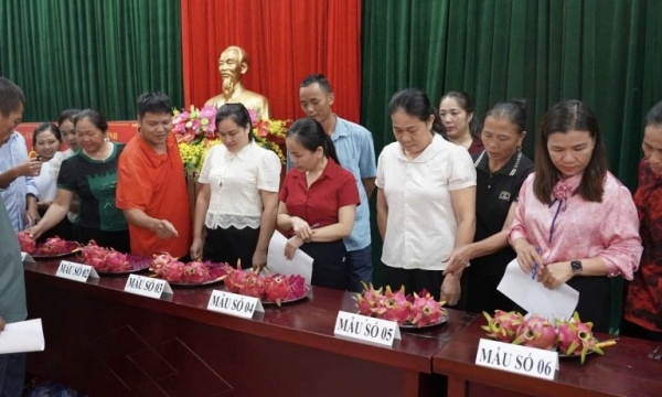 Khởi động Dự án "Xây dựng, quản lý và phát triển nhãn hiệu tập thể Thanh Long Nguyên Bình"