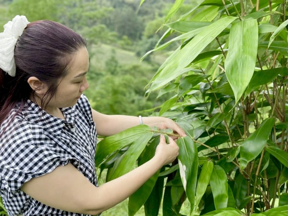Khát vọng gieo mầm xanh trên vùng đất quê hương