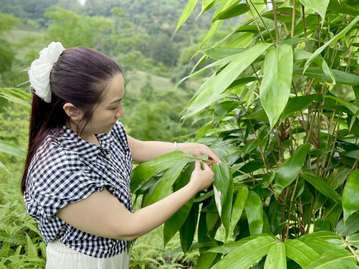 Khát vọng gieo mầm xanh trên vùng đất quê hương