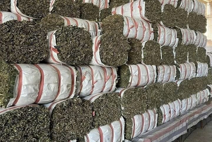 Khát vọng gieo mầm xanh trên vùng đất quê hương
