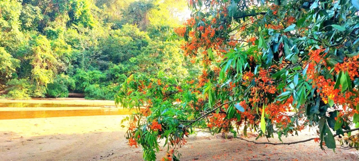 Cần Bảo tồn đa dạng sinh học tại Khu bảo tồn thiên nhiên Ea Sô