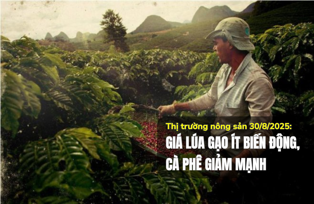 Thị trường nông sản 30/8/2025: Giá lúa gạo ít biến động, cà phê giảm mạnh