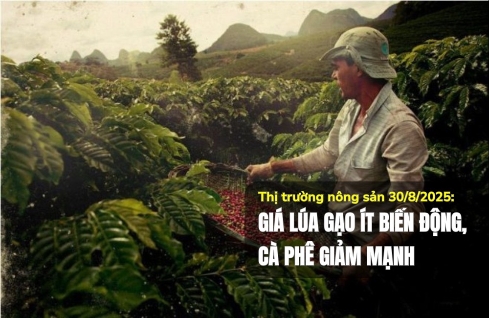 Thị trường nông sản 30/8/2025: Giá lúa gạo ít biến động, cà phê giảm mạnh
