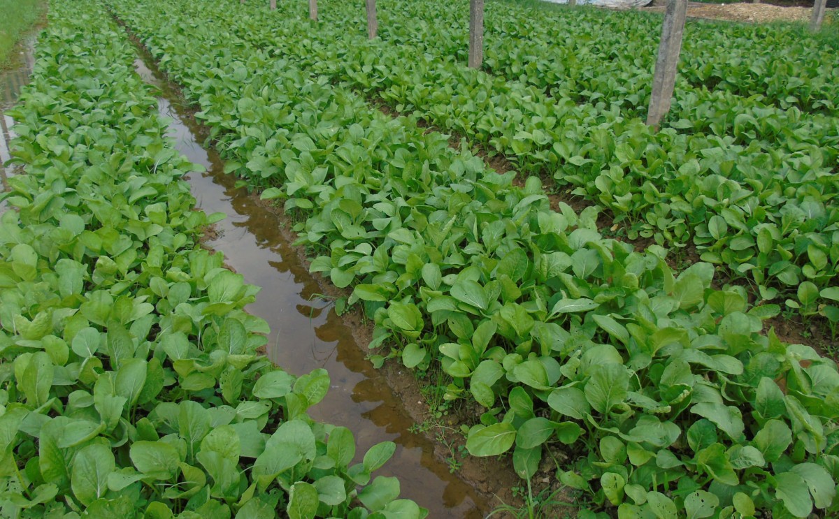 Công ty Cổ phần thực phẩm Ngôi Sao Xanh với triết lý 