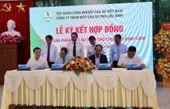 Công ty TNHH MTV Cao su Lộc Ninh: Công bố sản xuất sản phẩm đáp ứng quy định EUDR