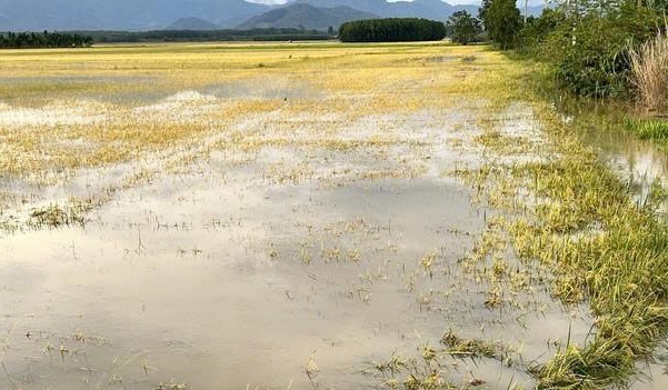 Mưa lớn kèm lốc xoáy gây thiệt hại nặng tại Lâm Đồng