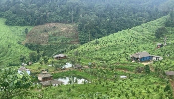Lâm Đồng: Xã Tuy Đức cần xử lý dứt điểm công trình xây dựng trái phép trên đất rừng