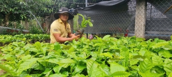 Đắk Lắk: Mạnh tay xử lý bán giống cây trồng không rõ nguồn gốc, bảo vệ người nông dân