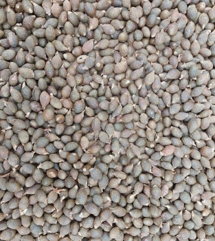 Gia Lai quyết liệt ngăn chặn nạn khai thác "tận diệt" quả Ươi, quả Xoay