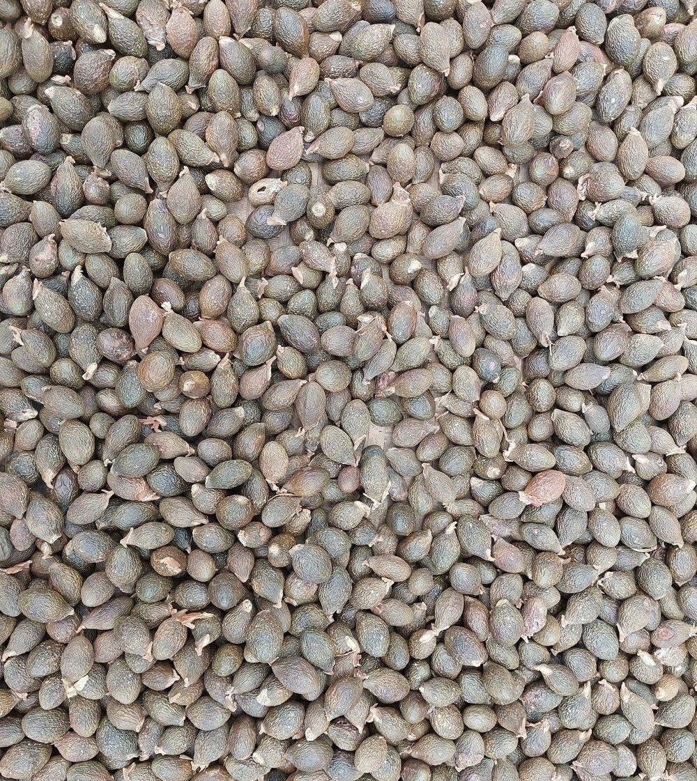 Gia Lai quyết liệt ngăn chặn nạn khai thác "tận diệt" quả Ươi, quả Xoay