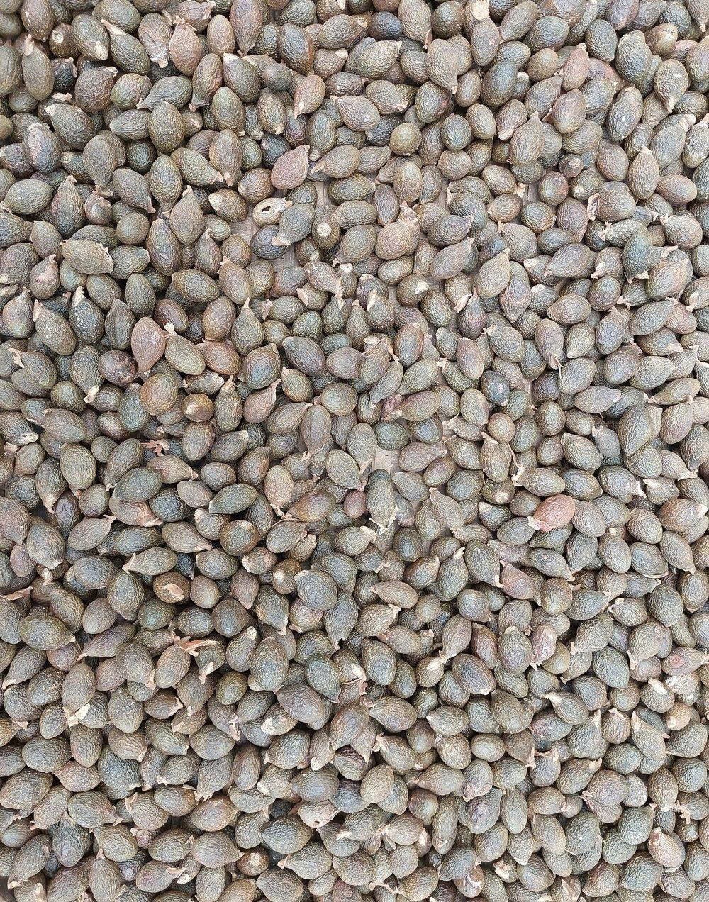 Gia Lai quyết liệt ngăn chặn nạn khai thác 