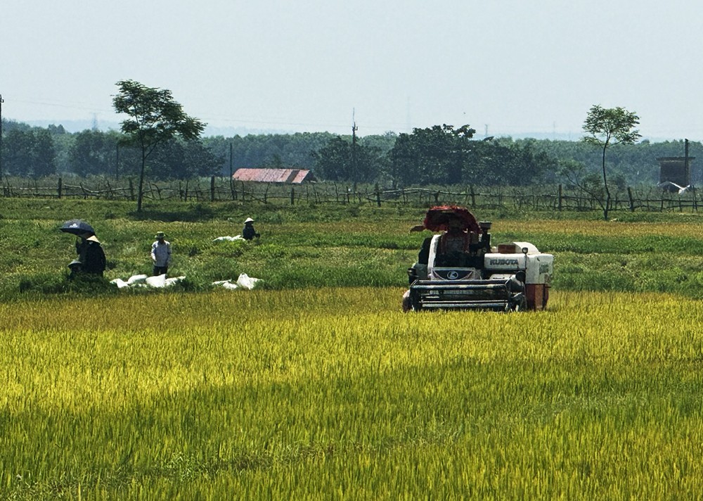 Quảng Trị: Khẩn trương thu hoạch lúa hè-thu trước mùa mưa bão