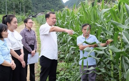 Cao Bằng: Kiểm tra hoạt động liên kết trồng và tiêu thụ sản phẩm ngô sinh khối tại 2 xã Hạnh Phúc, Đức Long
