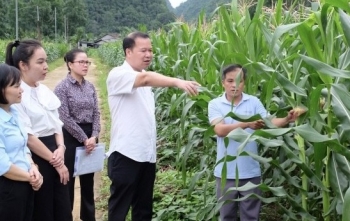 Cao Bằng: Kiểm tra hoạt động liên kết trồng và tiêu thụ sản phẩm ngô sinh khối tại 2 xã Hạnh Phúc, Đức Long