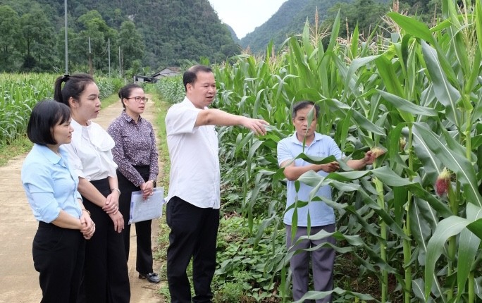 Cao Bằng: Kiểm tra hoạt động liên kết trồng và tiêu thụ sản phẩm ngô sinh khối tại 2 xã Hạnh Phúc, Đức Long