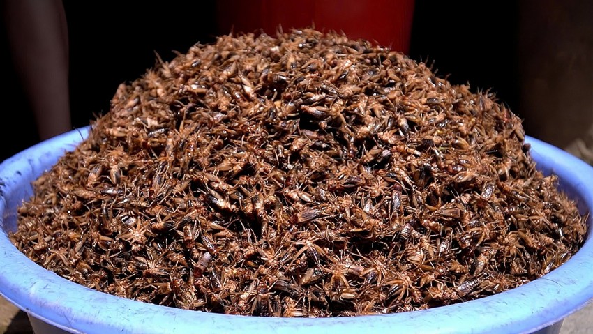 Thoát nghèo từ mô hình nuôi dế mèn ở Lào Cai