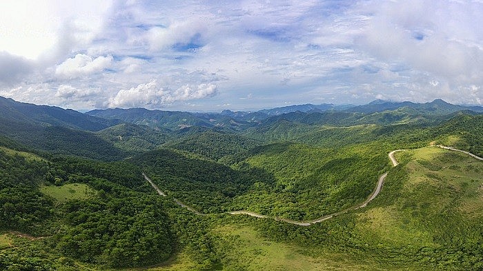 Những cánh rừng xanh 