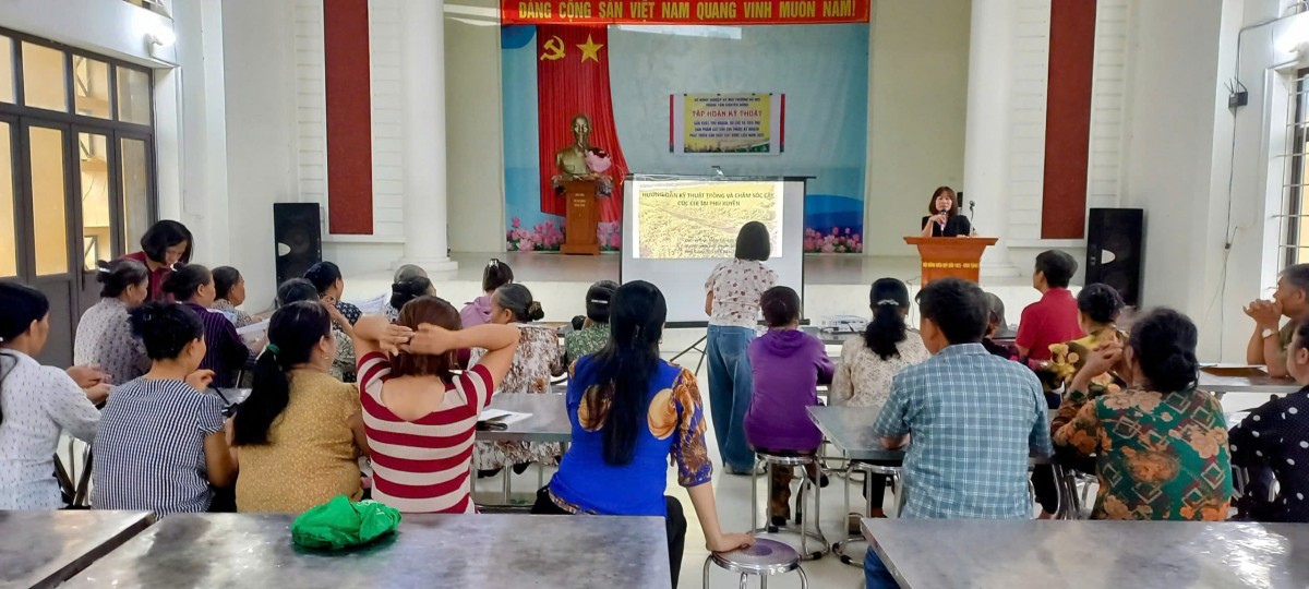 Hà Nội: Hỗ trợ trồng cây dược liệu Cúc Chi tại xã Phú Xuyên