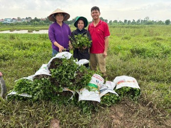 Hà Nội: Hỗ trợ trồng cây dược liệu Cúc Chi tại xã Phú Xuyên