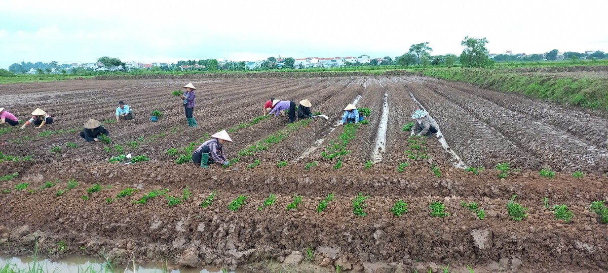 Hà Nội: Hỗ trợ trồng cây dược liệu Cúc Chi tại xã Phú Xuyên