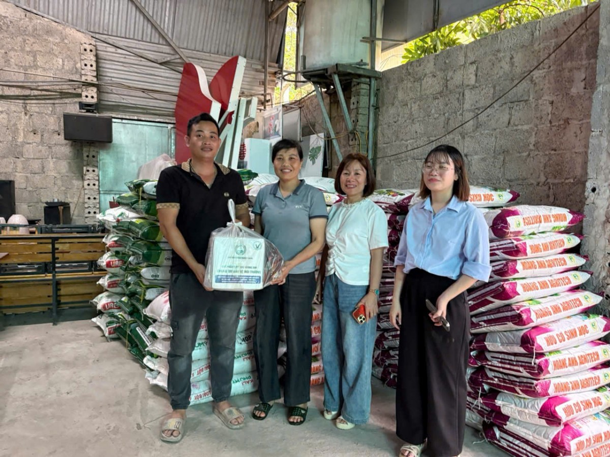 Hà Nội: Hỗ trợ trồng cây dược liệu Cúc Chi tại xã Phú Xuyên