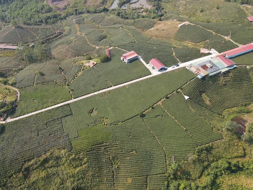 Nông trường chè Công ty TNHH Thuấn Quỳnh. Ảnh; Duy Tùng
