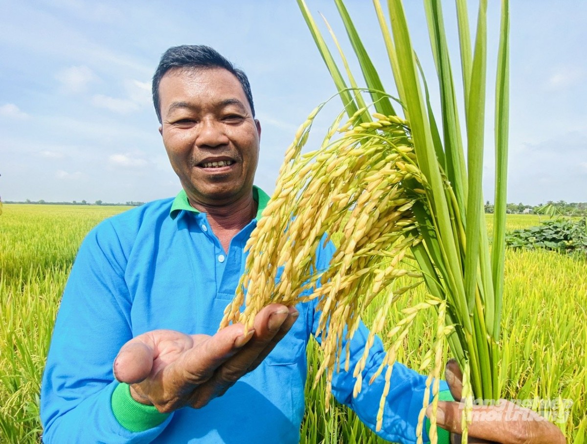 Cải tạo đất phèn, xử lý rơm rạ hiệu quả bằng phân bón