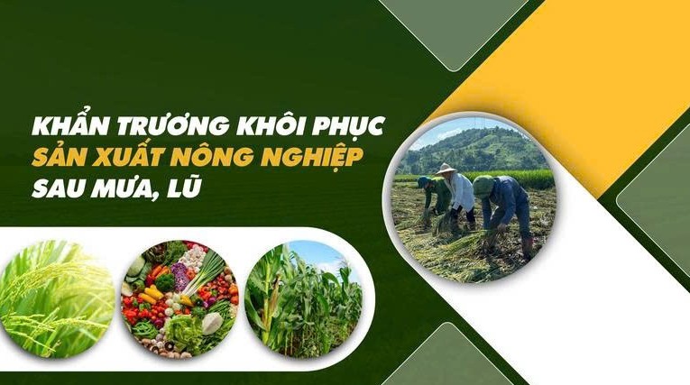 Đồng Nai: Gấp rút triển khai các giải pháp phục hồi sản xuất nông nghiệp sau mưa lũ năm 2025